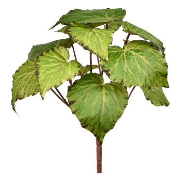 Plants-Begonia-Bloomr
