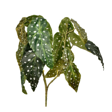 Plants-Begonia Maculata-Bloomr