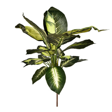 Plants-Diffenbachia Stem-Bloomr