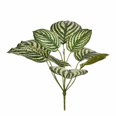Plants-Peperomia-Bloomr
