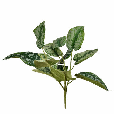 Plants-Scindapsus-Bloomr