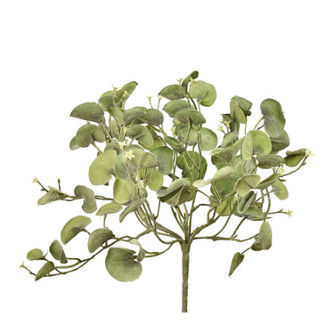 Plants-Silver Falls Bush-Bloomr