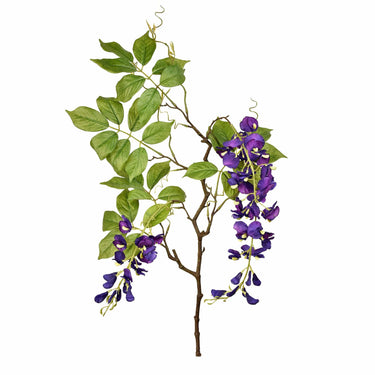 Plants-Wisteria Stem-Bloomr