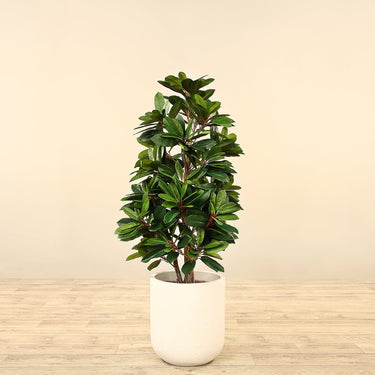 Trees-Artificial Lady Schefflera Tree <br> 120cm-Bloomr