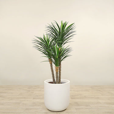 Trees-Artificial Yucca Plant 150cm-Bloomr