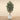 Trees-Artificial Shirakashi Tree <br>210cm-Bloomr