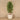 '-Artificial Draecena Tree 180cm-Bloomr