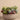 Plants-Bloomr Artificial Succulents Special-Bloomr