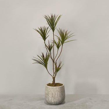 Desginers Collection-Artificial Draecena With Pot-Bloomr