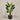 Desginers Collection-Artificial Travelers Palm with Pot-Bloomr