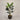 Desginers Collection-Artificial Strelitzia With Pot-Bloomr