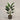 Desginers Collection-Artificial Strelitzia With Pot-Bloomr