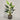 Desginers Collection-Artificial Strelitzia With Pot-Bloomr