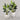 Desginers Collection-Artificial Strelitzia With Pot-Bloomr