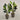 Desginers Collection-Artificial Strelitzia With Pot-Bloomr