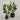 Desginers Collection-Artificial Strelitzia With Pot-Bloomr