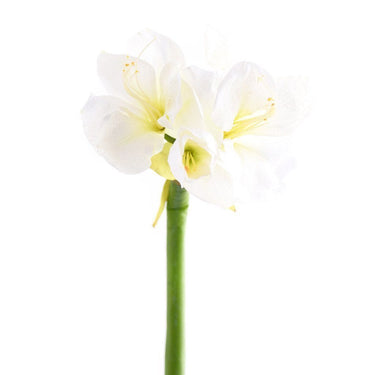 Flowers-Amaryllis-Bloomr