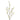 Flowers-Anisodentia-Bloomr