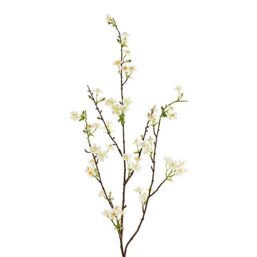 Flowers-Anisodentia-Bloomr