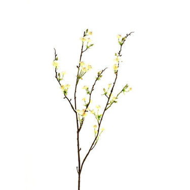 Flowers-Anisodentia-Bloomr