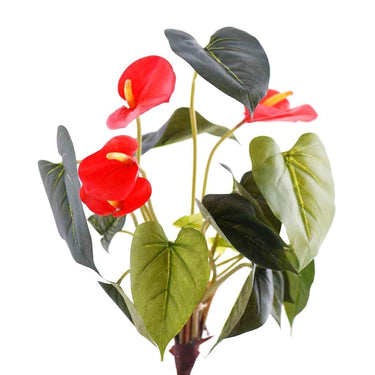 Flowers-Anthurium-Bloomr
