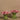 Flowers-Artificial Calla Lilly in Glass Vase-Bloomr