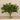 Flowers-Artificial Money Plant Arrangement in Glass Vase-Bloomr