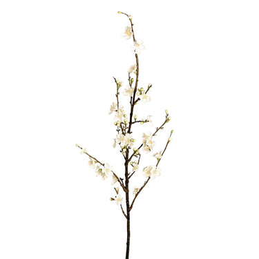 Flowers-Blossom-Bloomr