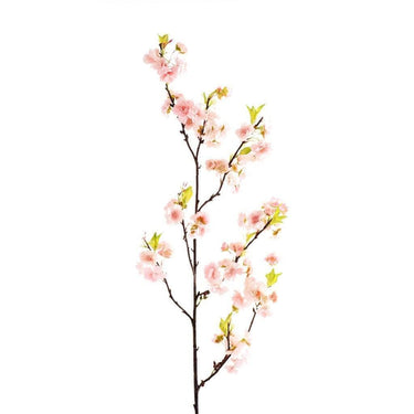 Flowers-Blossom-Bloomr