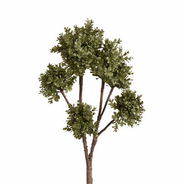 Flowers-Boxwood Branch-Bloomr