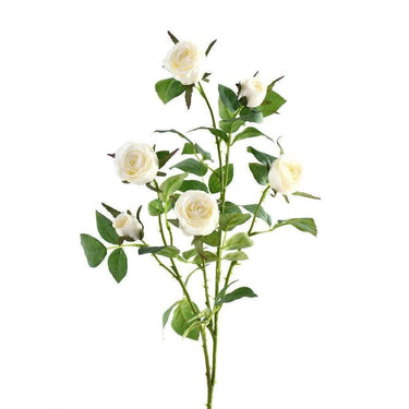 Flowers-Cabbage Rose-Bloomr