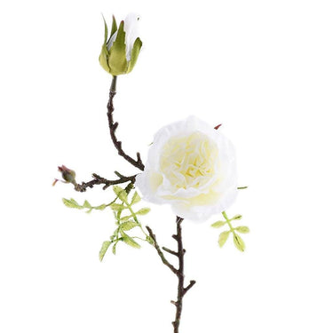 Flowers-Cabbage Rose-Bloomr
