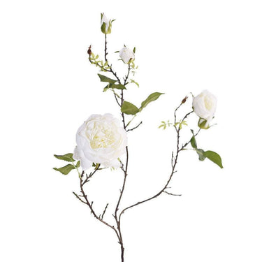 Flowers-Cabbage Rose-Bloomr