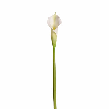 Flowers-Calla Lily-Bloomr