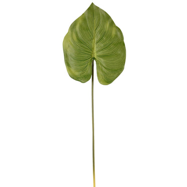 Flowers-Canna Leaf-Bloomr