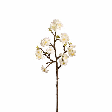 Flowers-Cherry Blossom-Bloomr