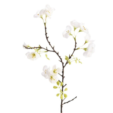 Flowers-Cherry Blossom-Bloomr