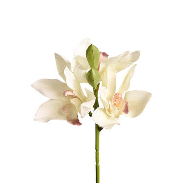 Flowers-Cymbidium-Bloomr