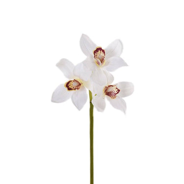Flowers-Cymbidium-Bloomr