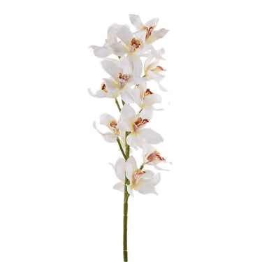 Flowers-Cymbidium-Bloomr