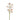 Flowers-Cymbidium-Bloomr