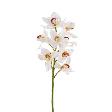 Flowers-Cymbidium-Bloomr
