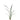 Flowers-Cymbidium Leaves-Bloomr