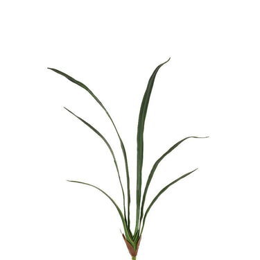 Flowers-Cymbidium Leaves-Bloomr