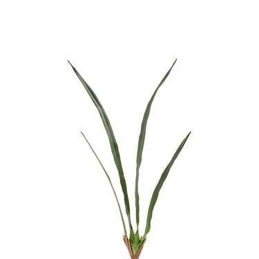 Flowers-Cymbidium Leaves-Bloomr