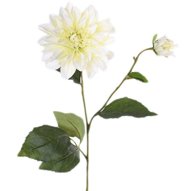 Flowers-Dahlia-Bloomr