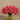 Floral Arrangement-Artificial Tulips in Glass Vase-Bloomr