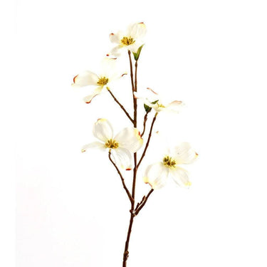 Flowers-Dogwood-Bloomr