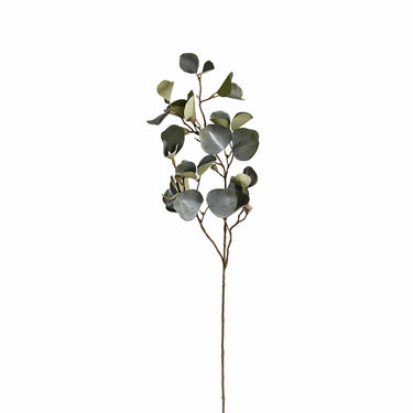 Flowers-Eucalyptus-Bloomr