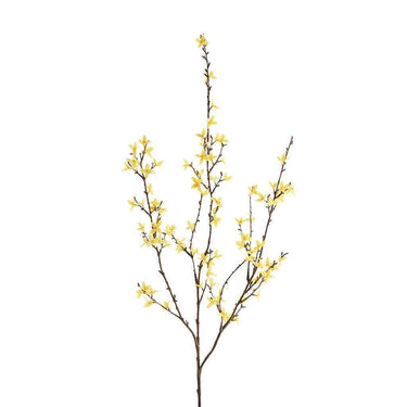 Flowers-Forsythia-Bloomr